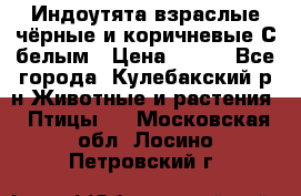 Индоутята взраслые чёрные и коричневые С белым › Цена ­ 450 - Все города, Кулебакский р-н Животные и растения » Птицы   . Московская обл.,Лосино-Петровский г.